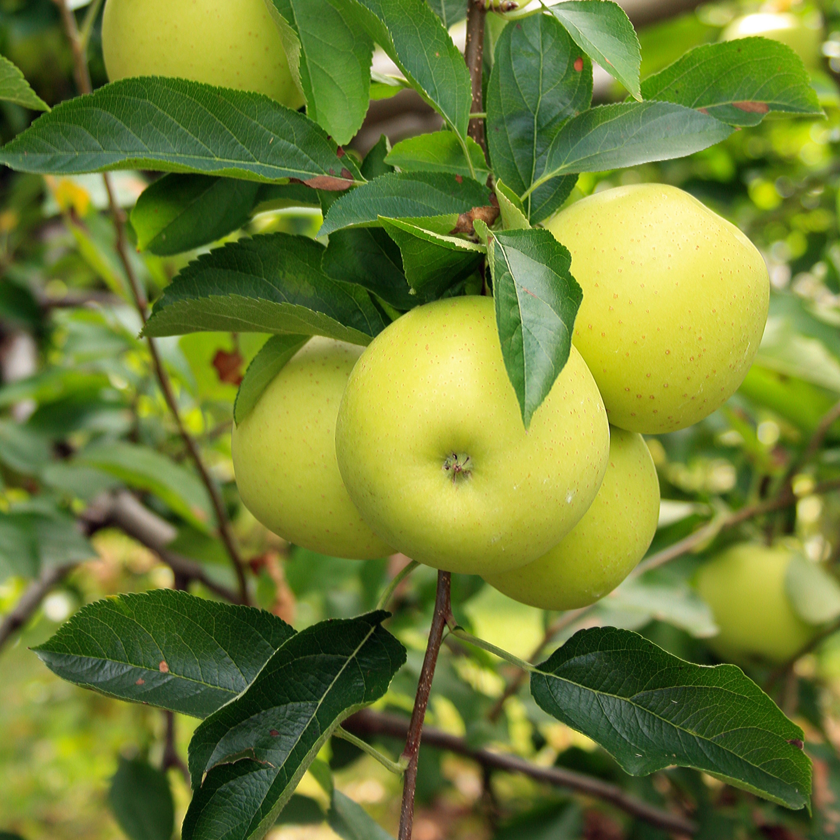 Several round pale yellow-green apples hanging from a tree branch with dark green leaves in an outdoor garden setting.