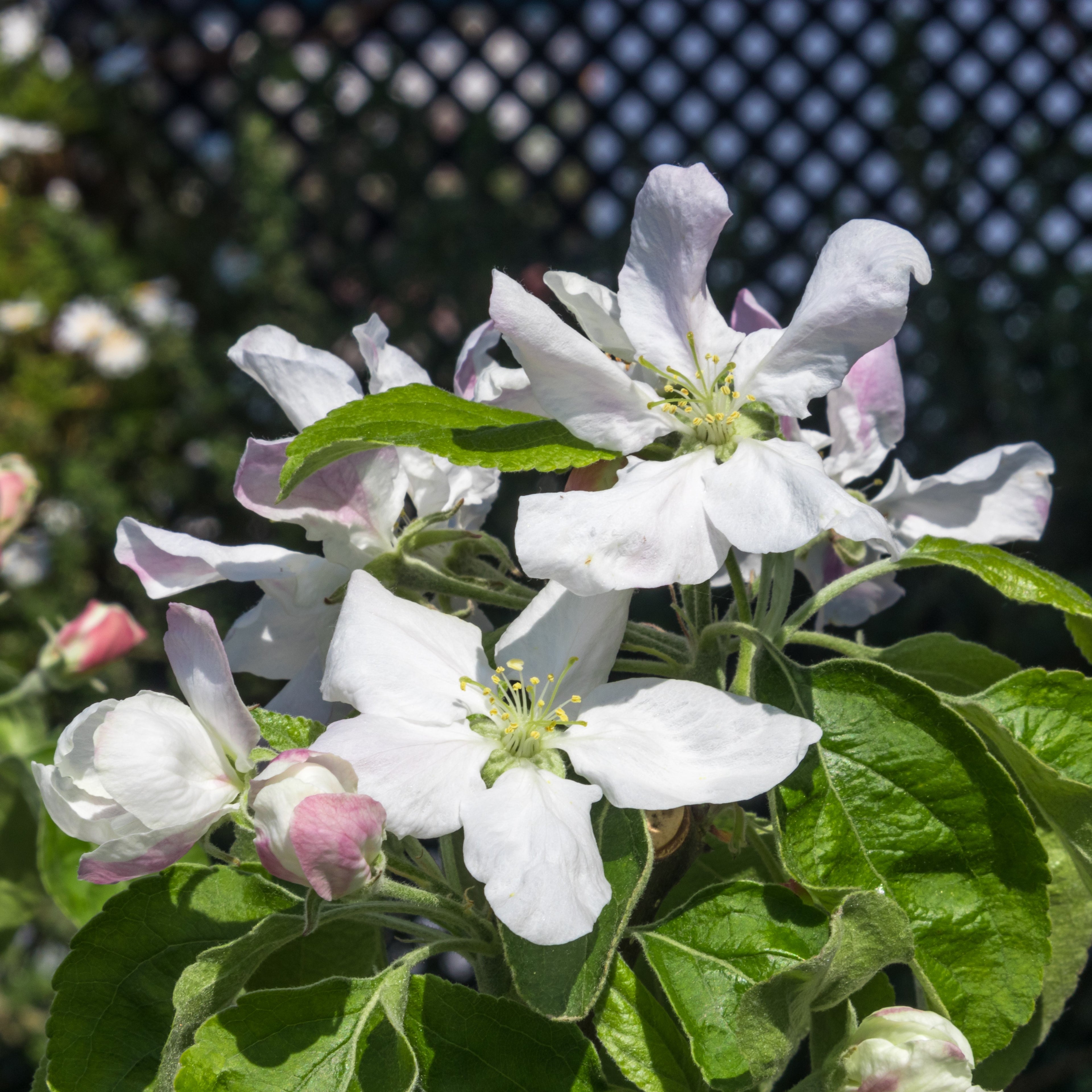 Close-up of white apple blossoms with green leaves in full bloom, photographed outdoors against a dark lattice fence.