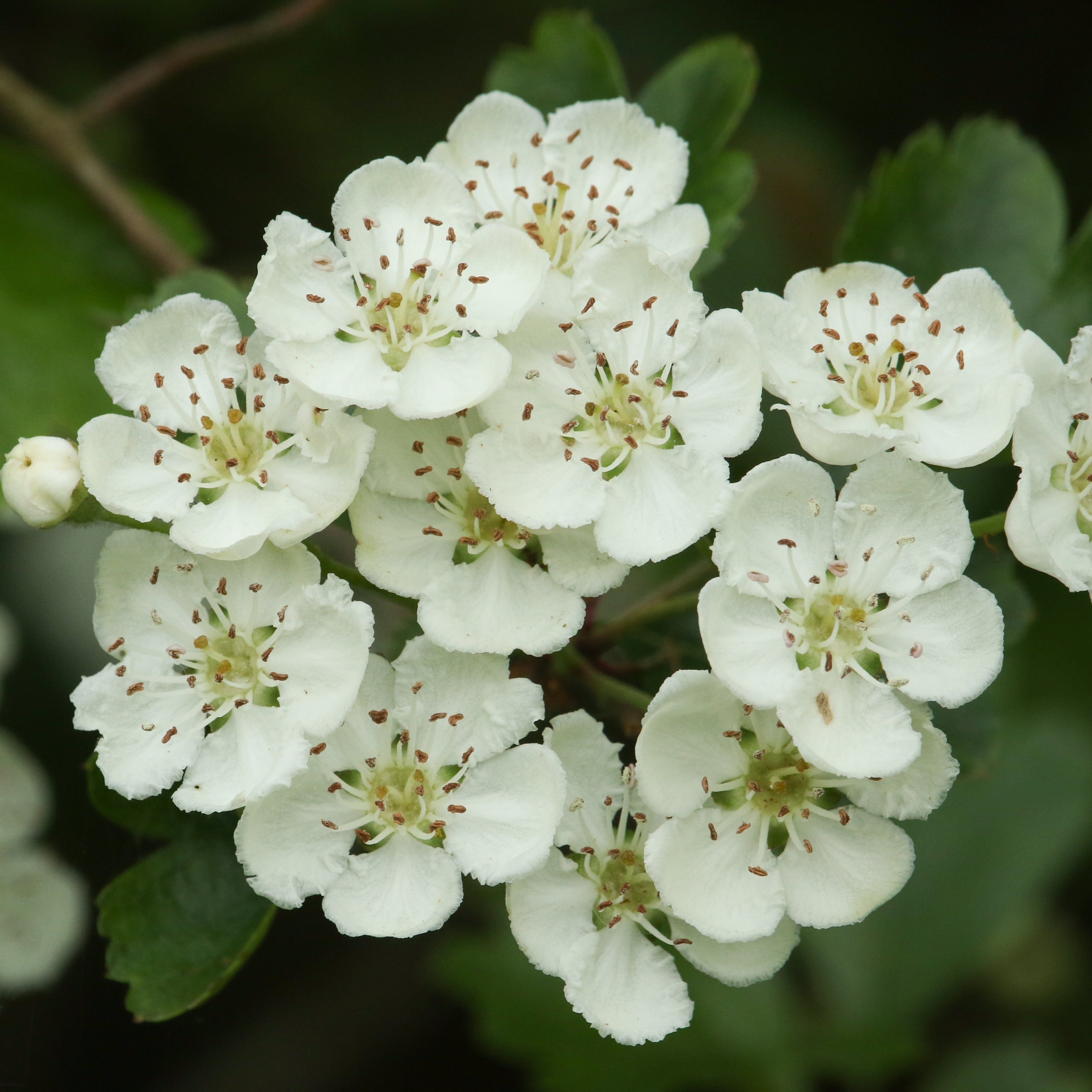 Washington Hawthorn Tree
