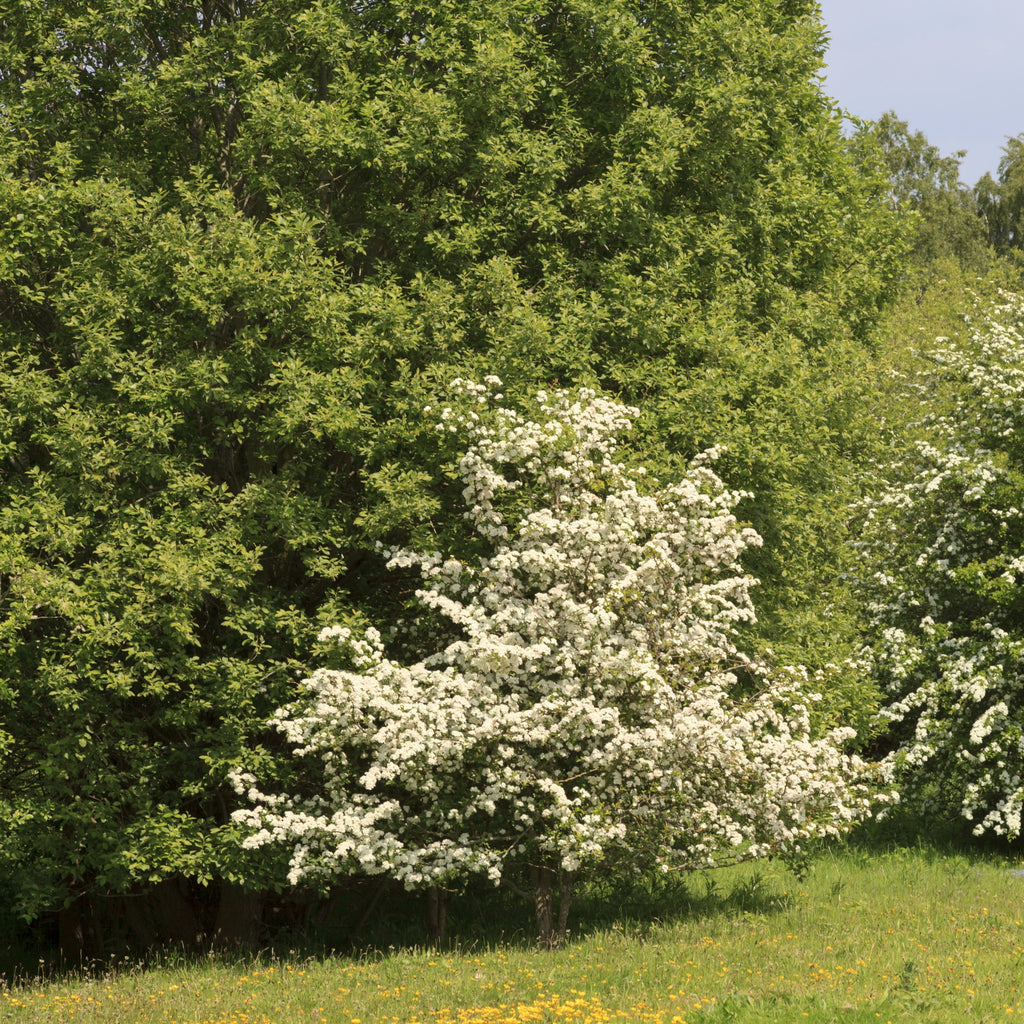 Washington Hawthorn Tree
