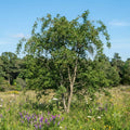 Washington Hawthorn Tree