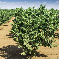 Gary H Noel