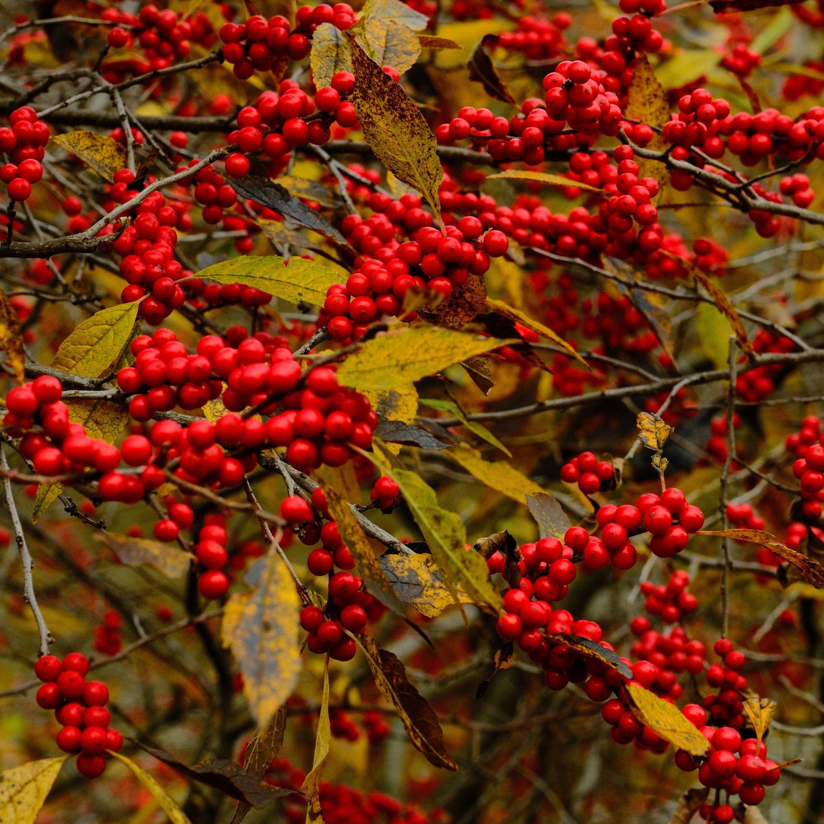 Close-up of a winter berry bush covered in clusters of bright red berries with yellow-brown leaves.