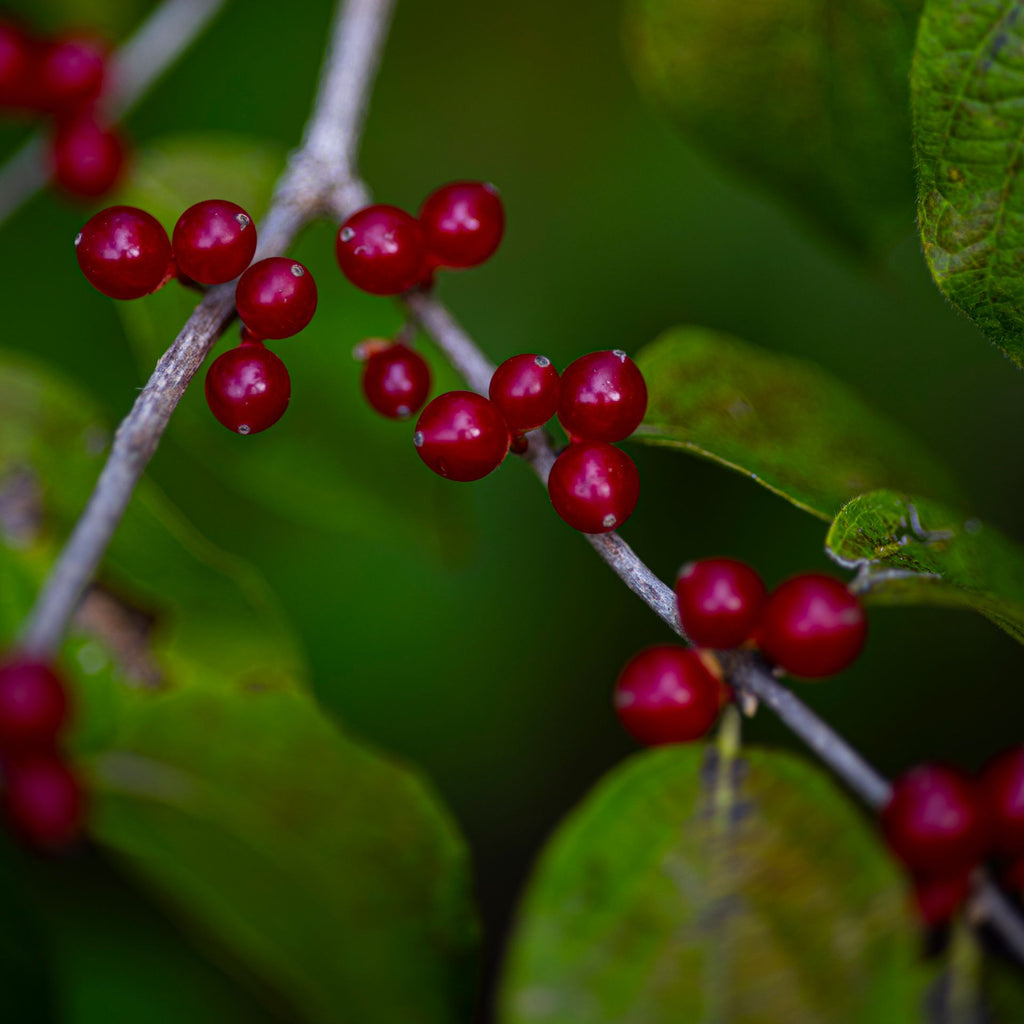Close-up of bright red berries growing on a branch with green leaves in a natural outdoor setting.