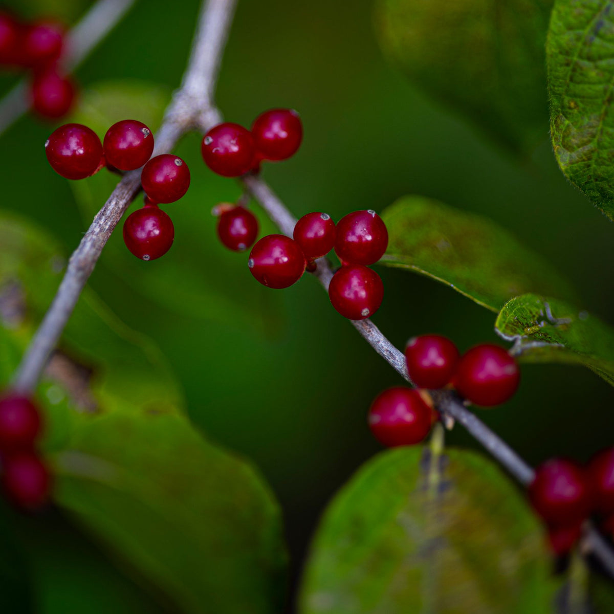 Close-up of bright red berries growing on a branch with green leaves in a natural outdoor setting.