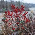 A winter shrub with dense clusters of bright red berries, green leaves, and brown branches growing in a frosty field with a blurred forest background. winter red holly bush