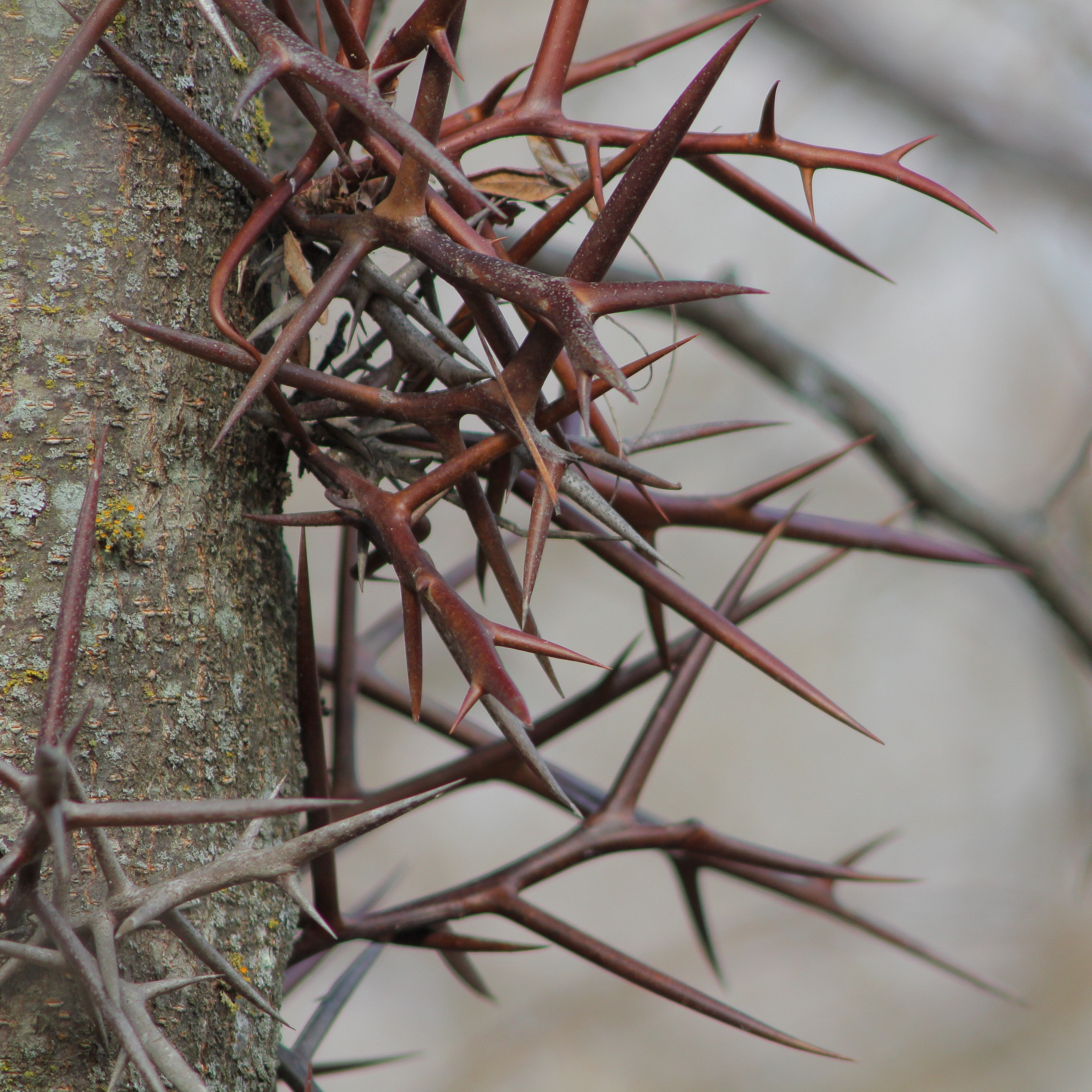 Honey Locust Tree