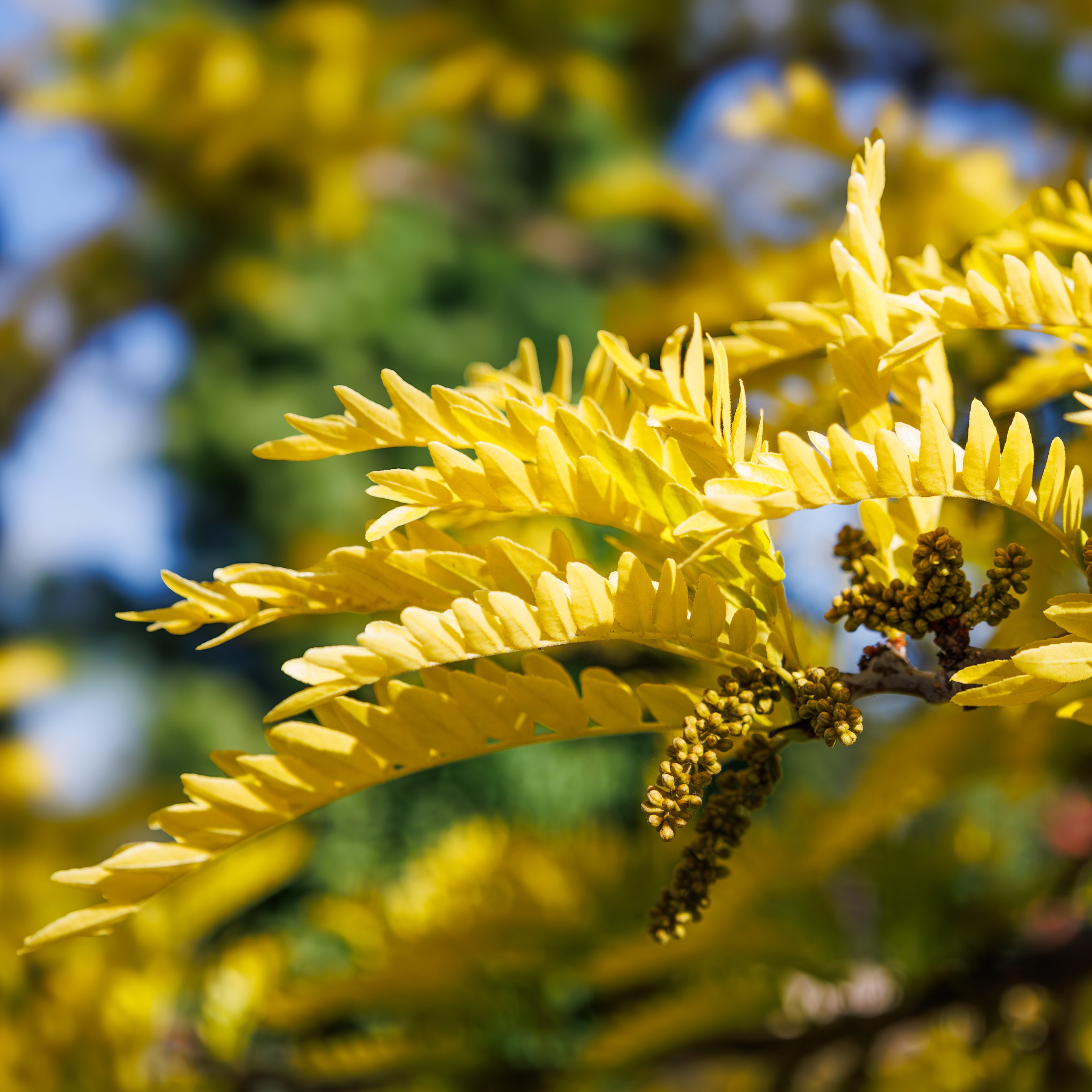 Honey Locust Tree