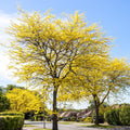 Honey Locust Tree