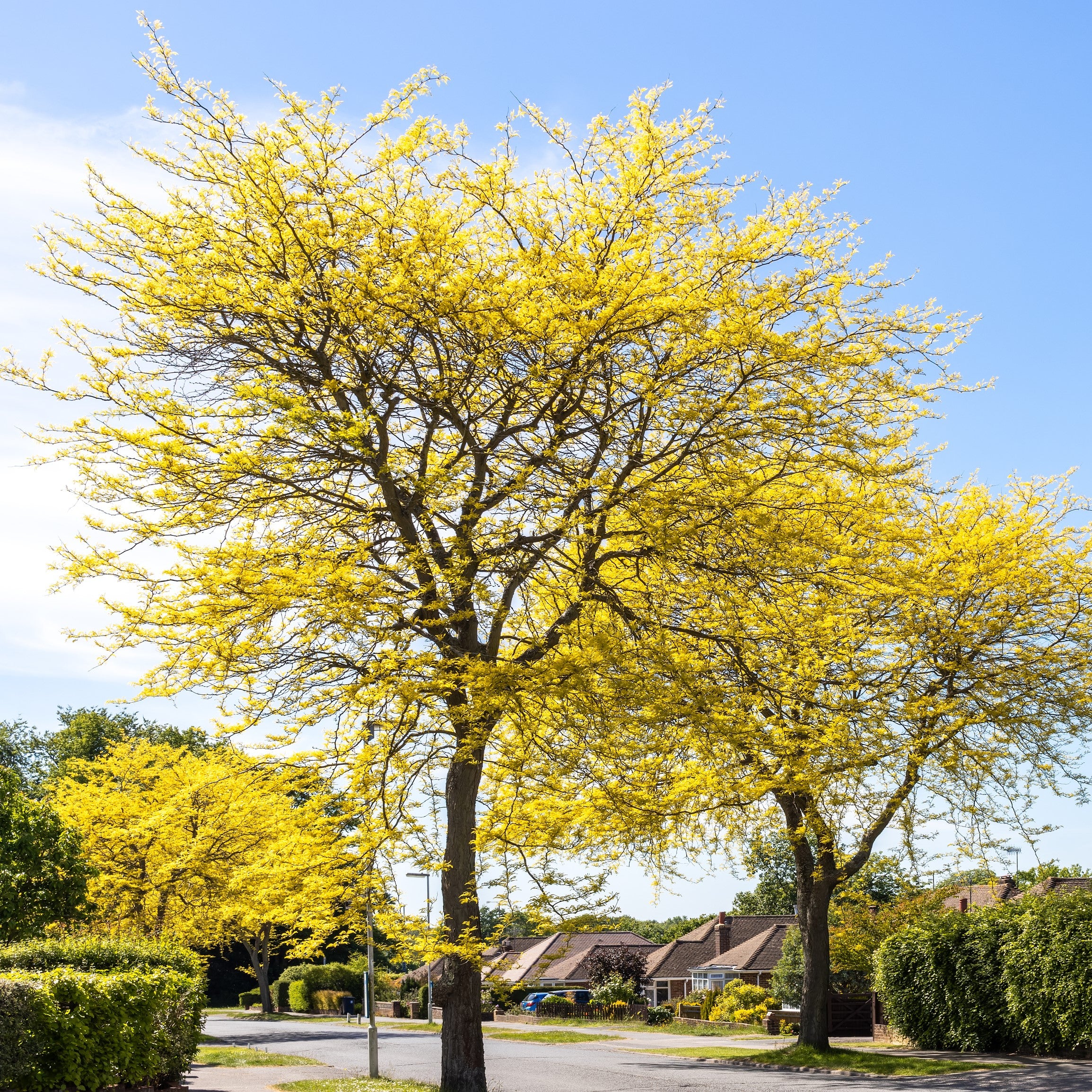 Honey Locust Tree