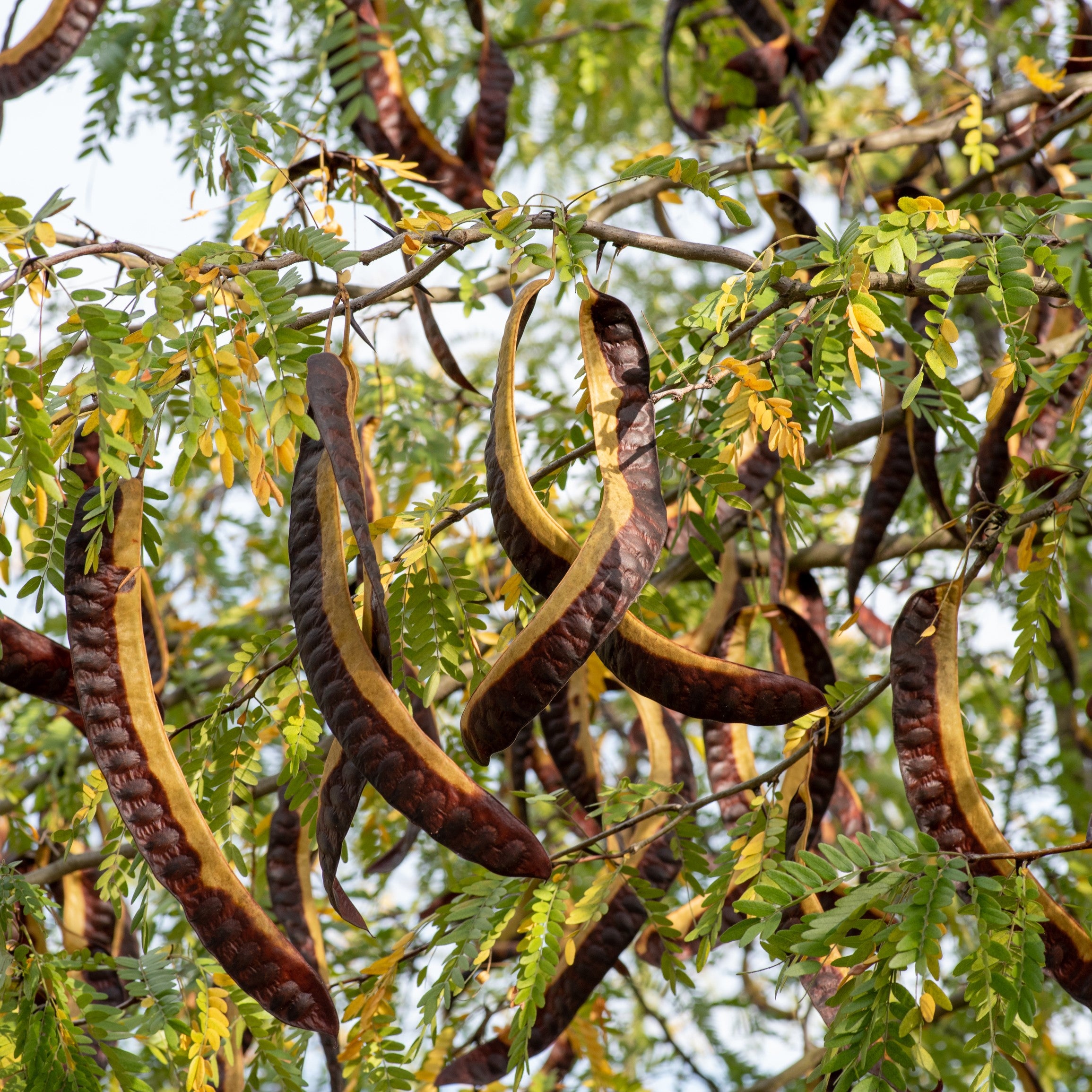 Honey Locust Tree