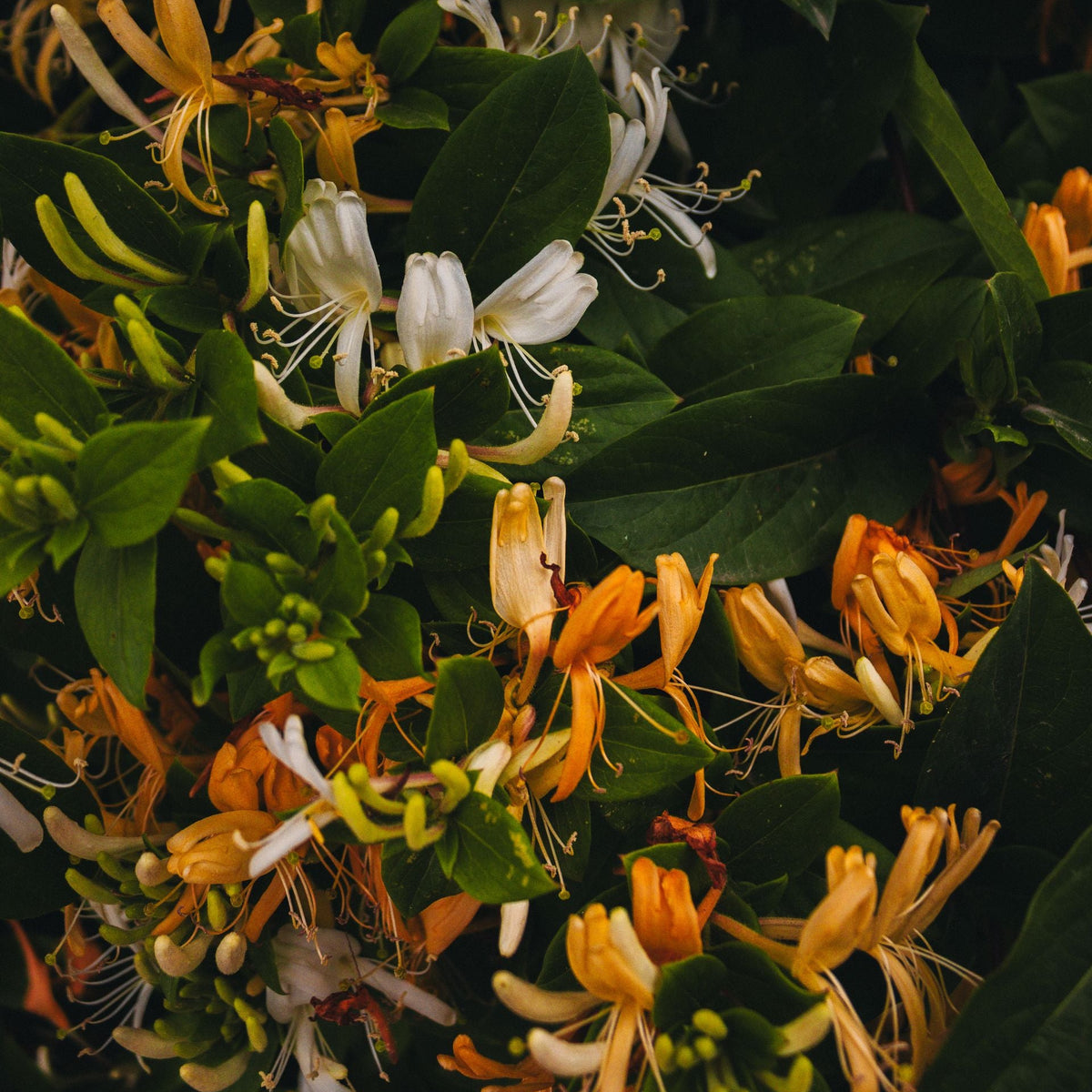 Dwarf Honeysuckle Bush