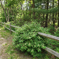 Dwarf Honeysuckle Bush