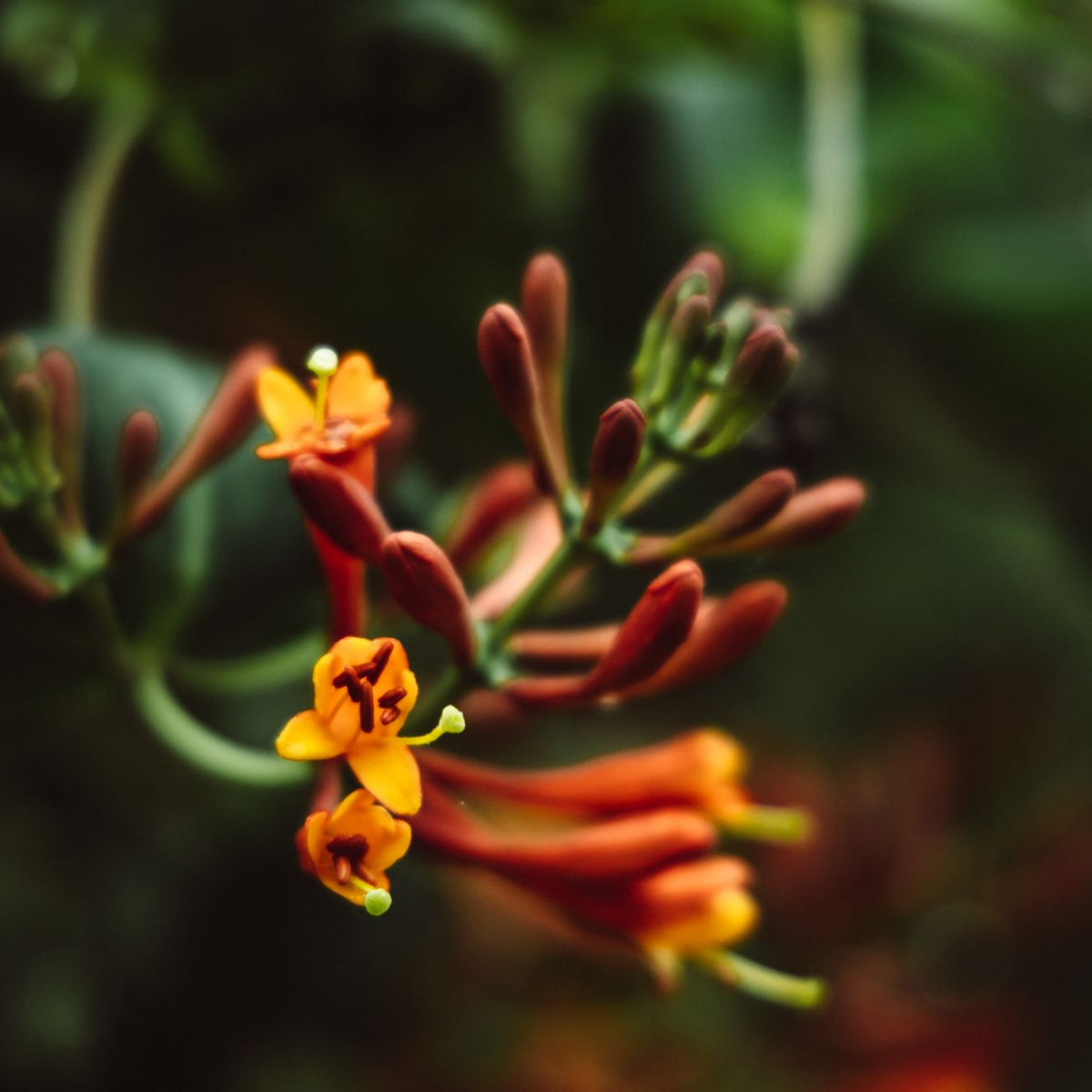 Dwarf Honeysuckle Bush