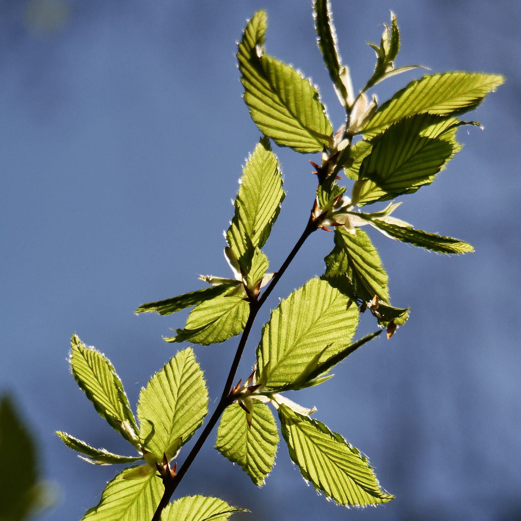 American Hornbeam Tree