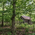 American Hornbeam Tree