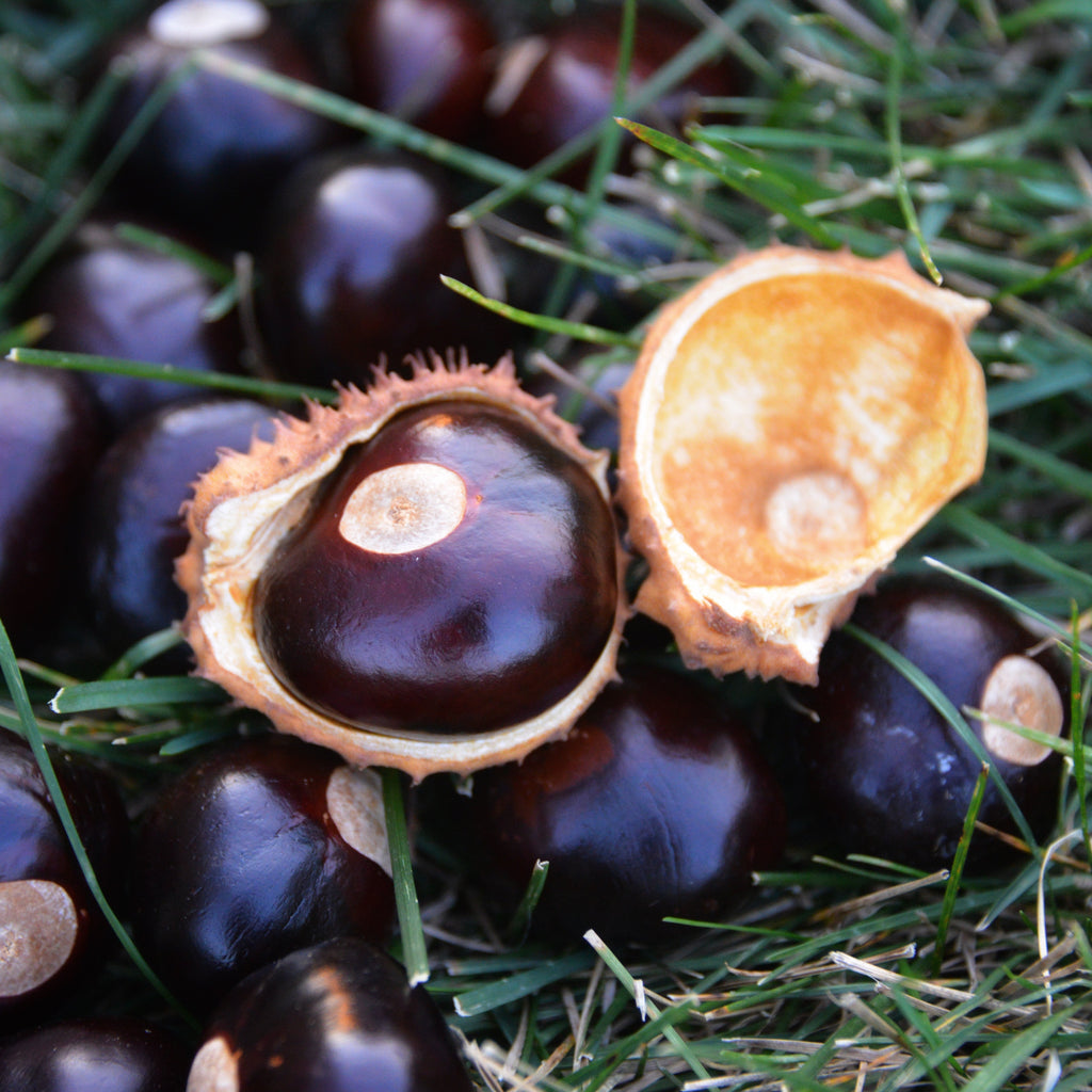 Hybrid American Chestnut Tree