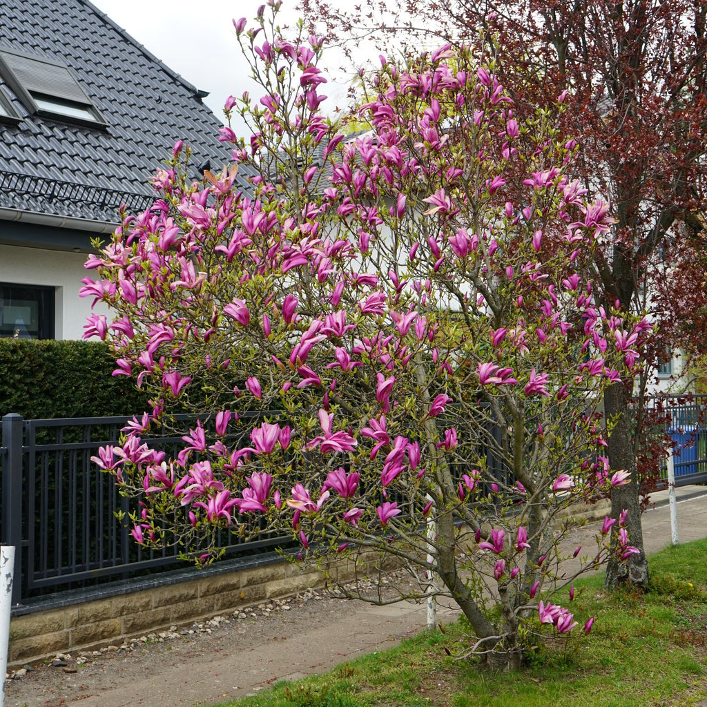 A flowering magnolia tree in full bloom with vibrant pink blossoms, situated in a residential yard next to a house with a dark tiled roof and a black metal fence.
