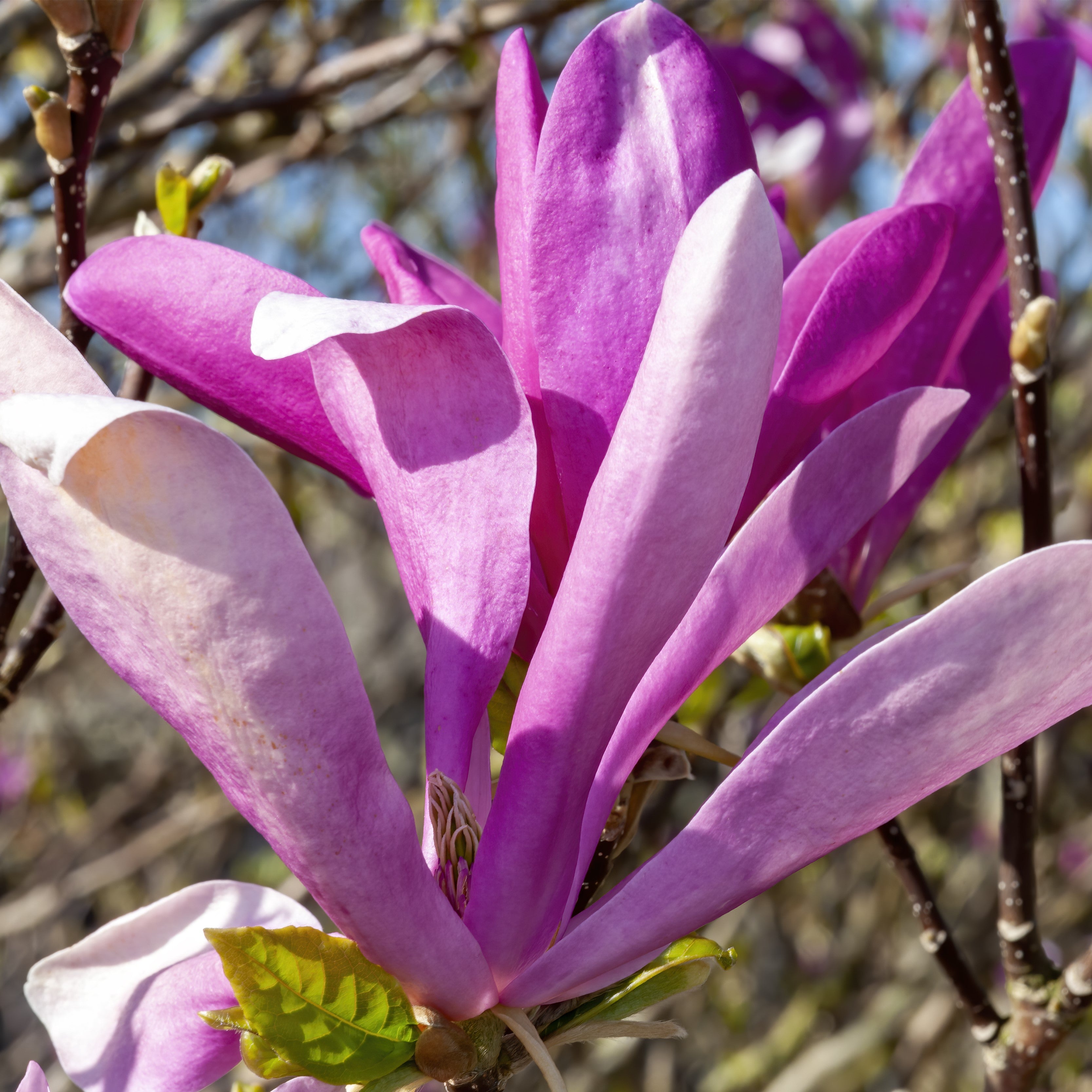 Close-up of a blooming magnolia flower with large pink-purple petals and small green leaves on a tree branch.