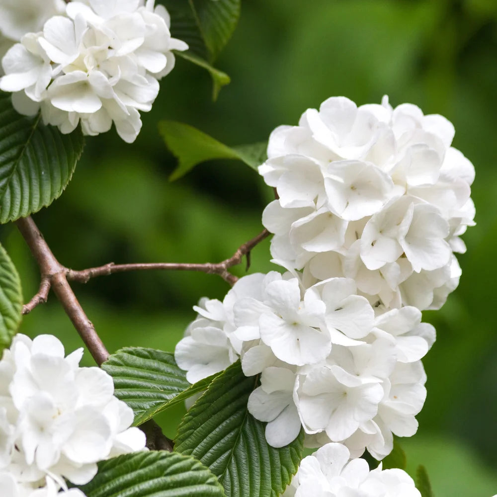 Japanese Snowball Bush