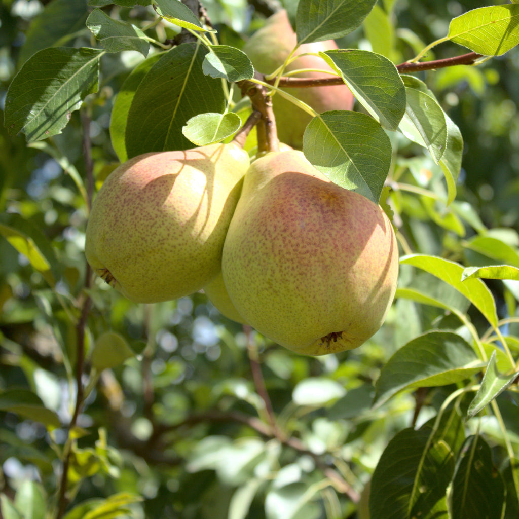 Two ripe pears hanging from a tree branch, surrounded by green leaves in a sunny outdoor setting.