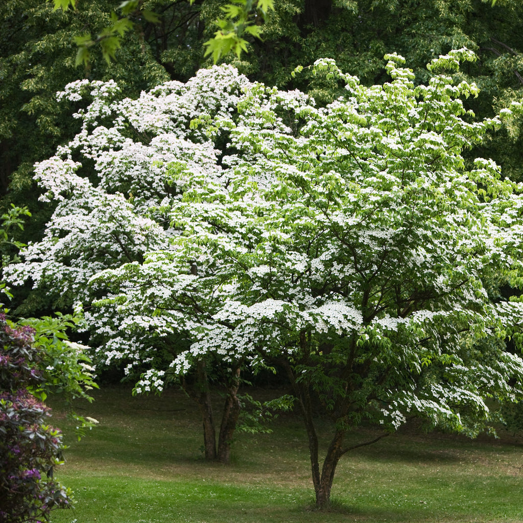 Kousa Dogwood Tree