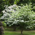Kousa Dogwood Tree