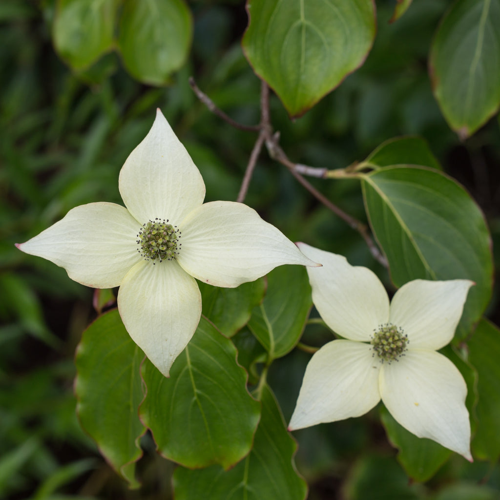 Kousa Dogwood Tree