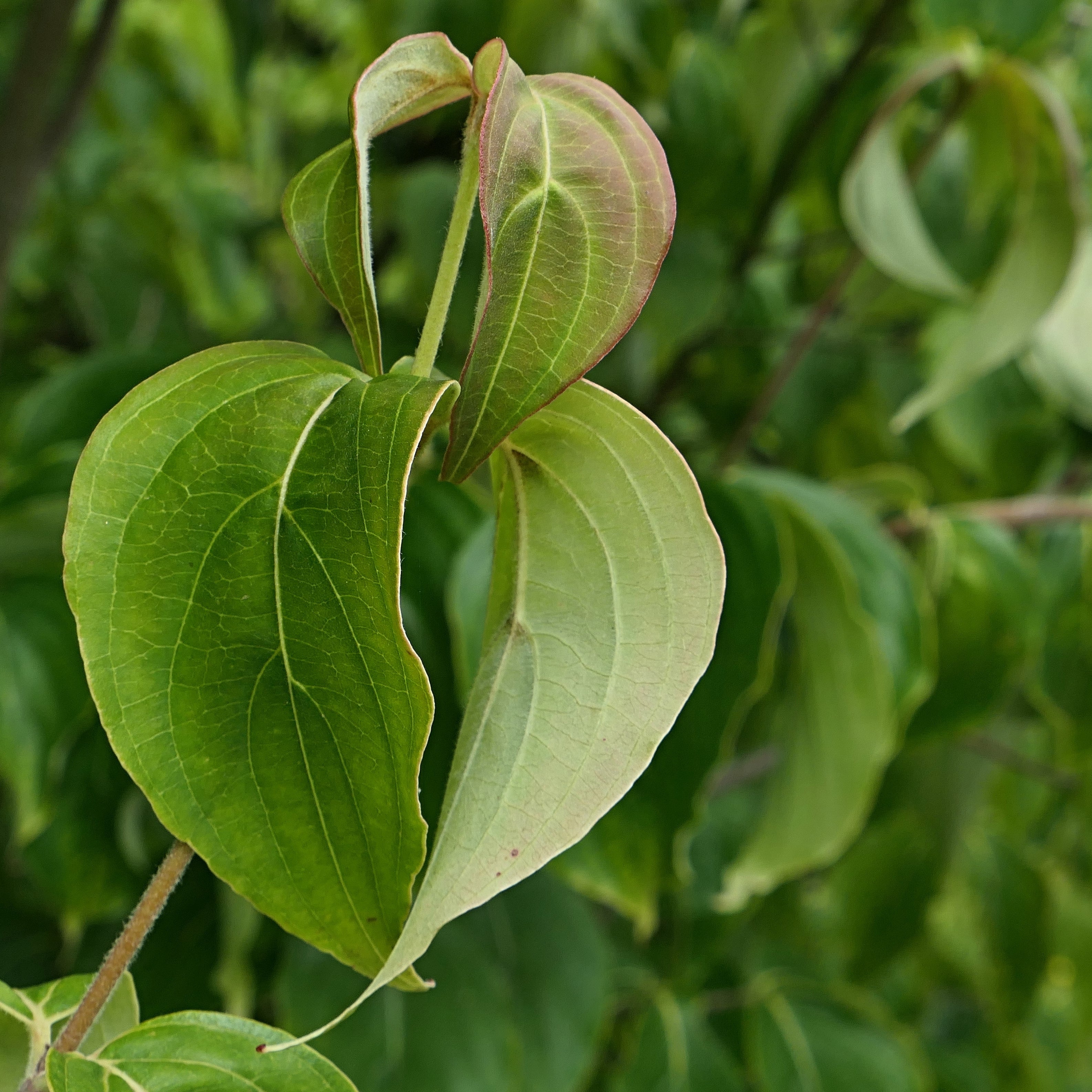 Kousa Dogwood Tree