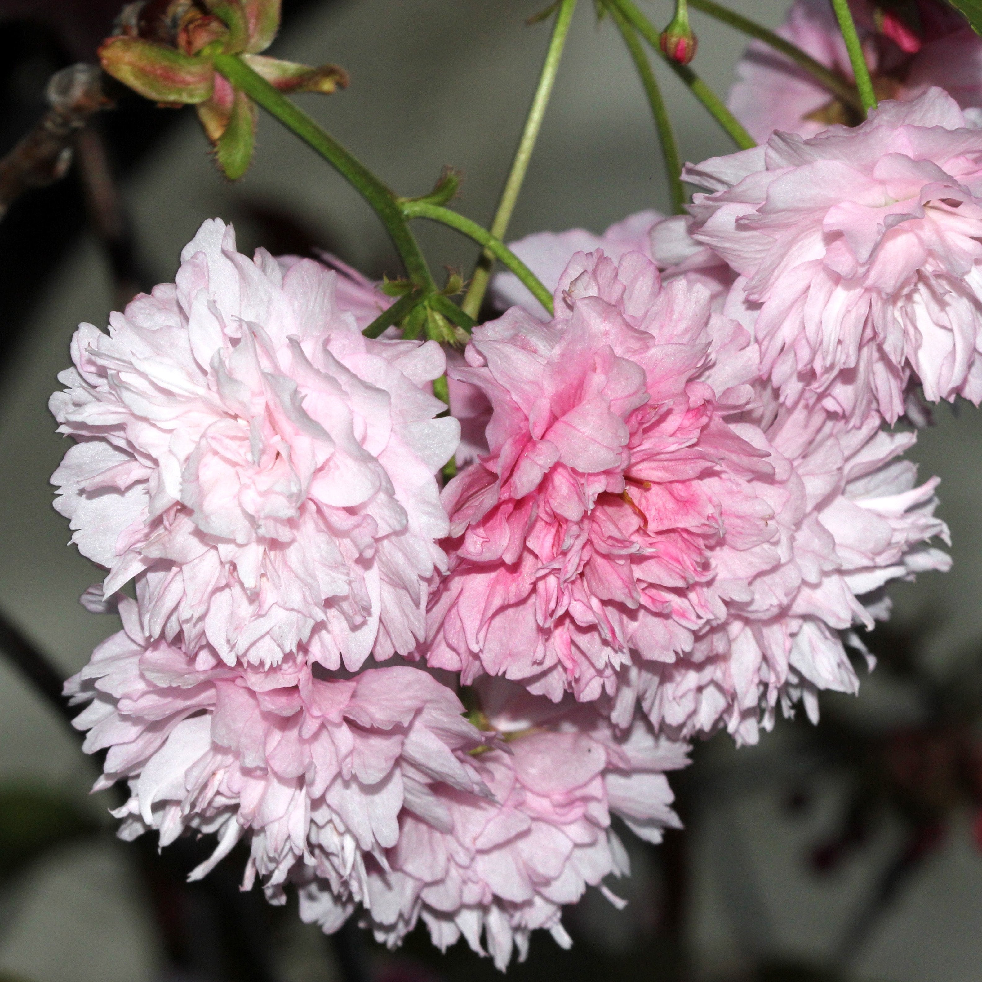 Kwanzan Cherry Tree