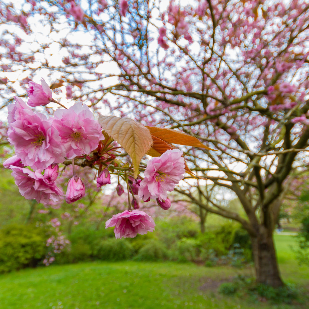 Kwanzan Cherry Tree