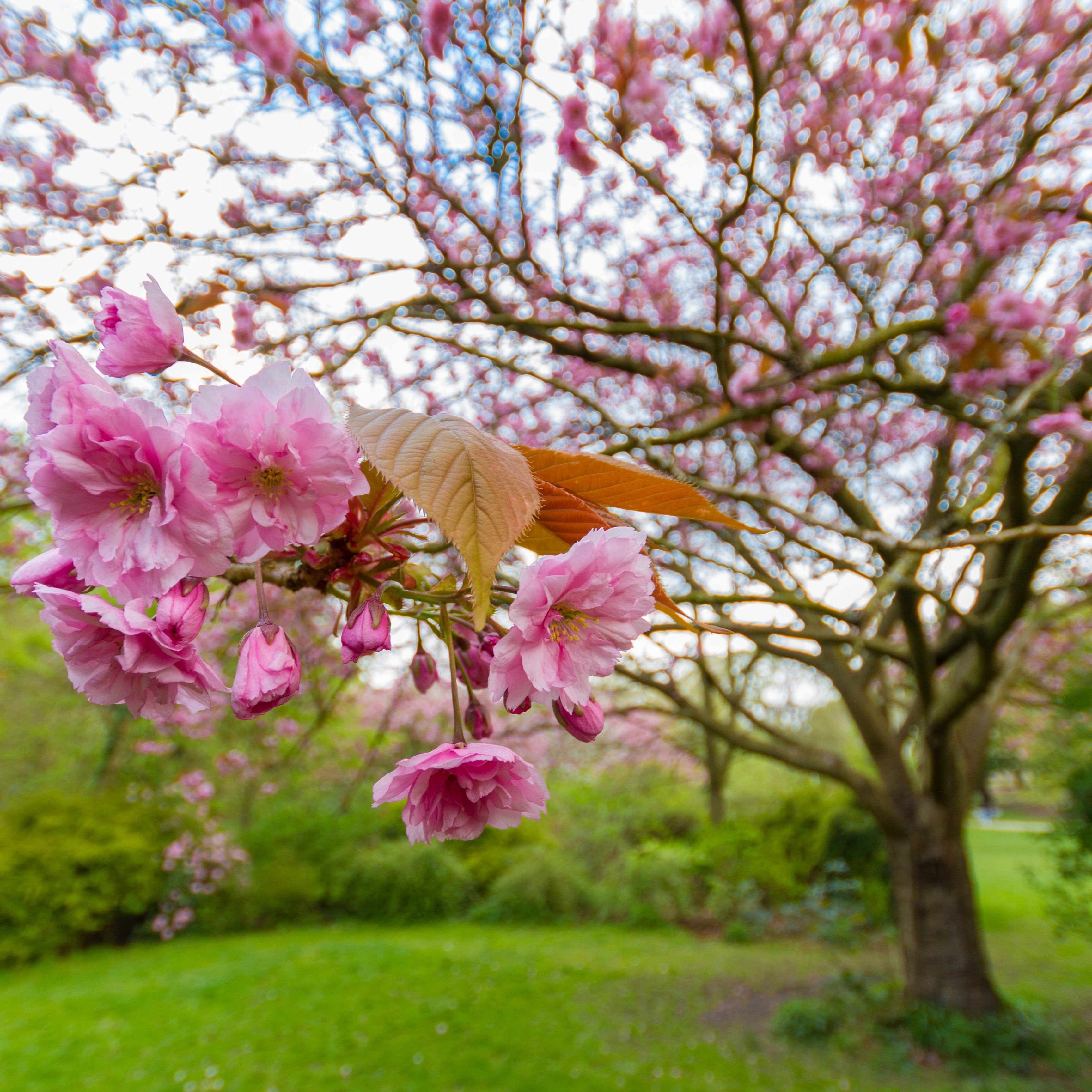 Kwanzan Cherry Tree