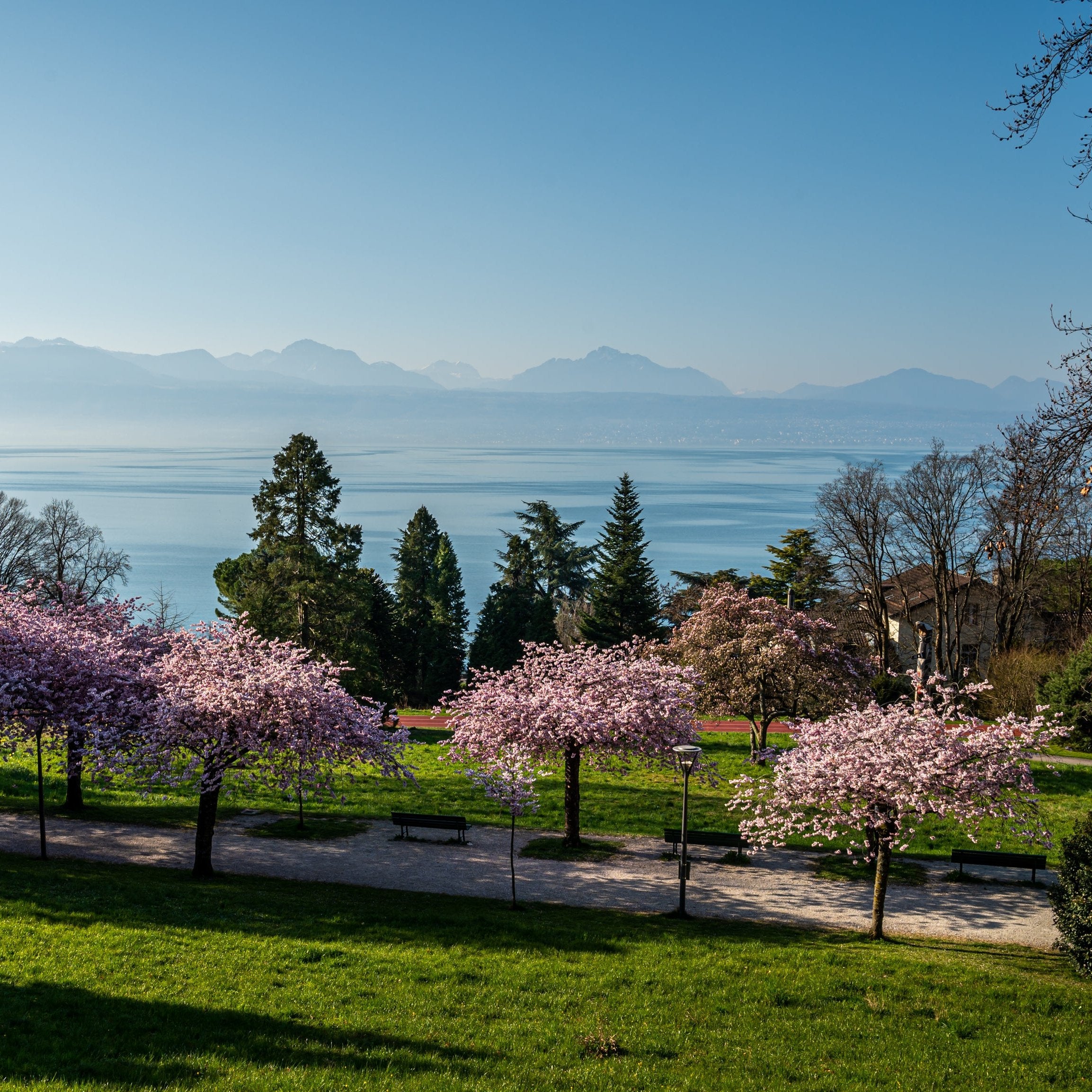 Kwanzan Cherry Tree