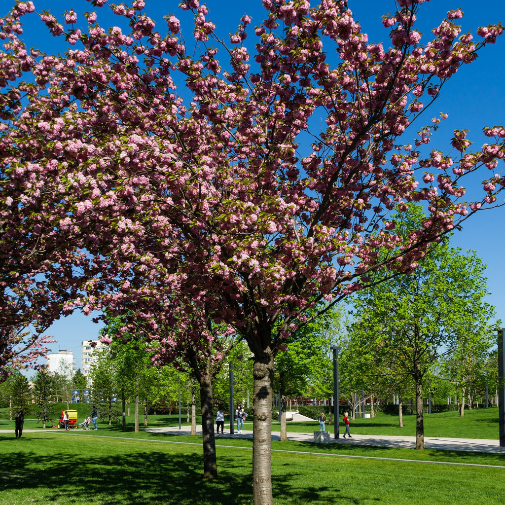 Kwanzan Cherry Tree