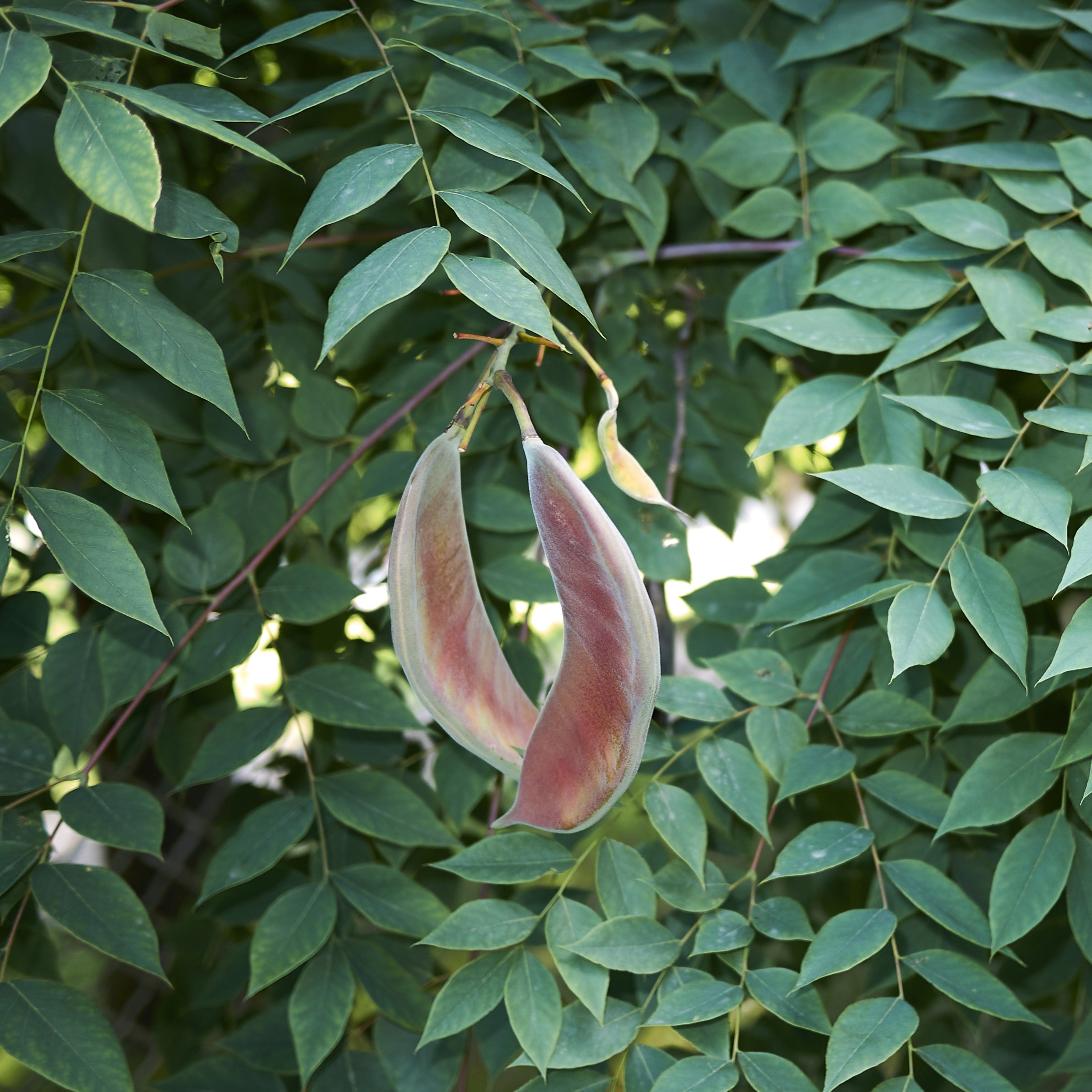Kentucky Coffeetree