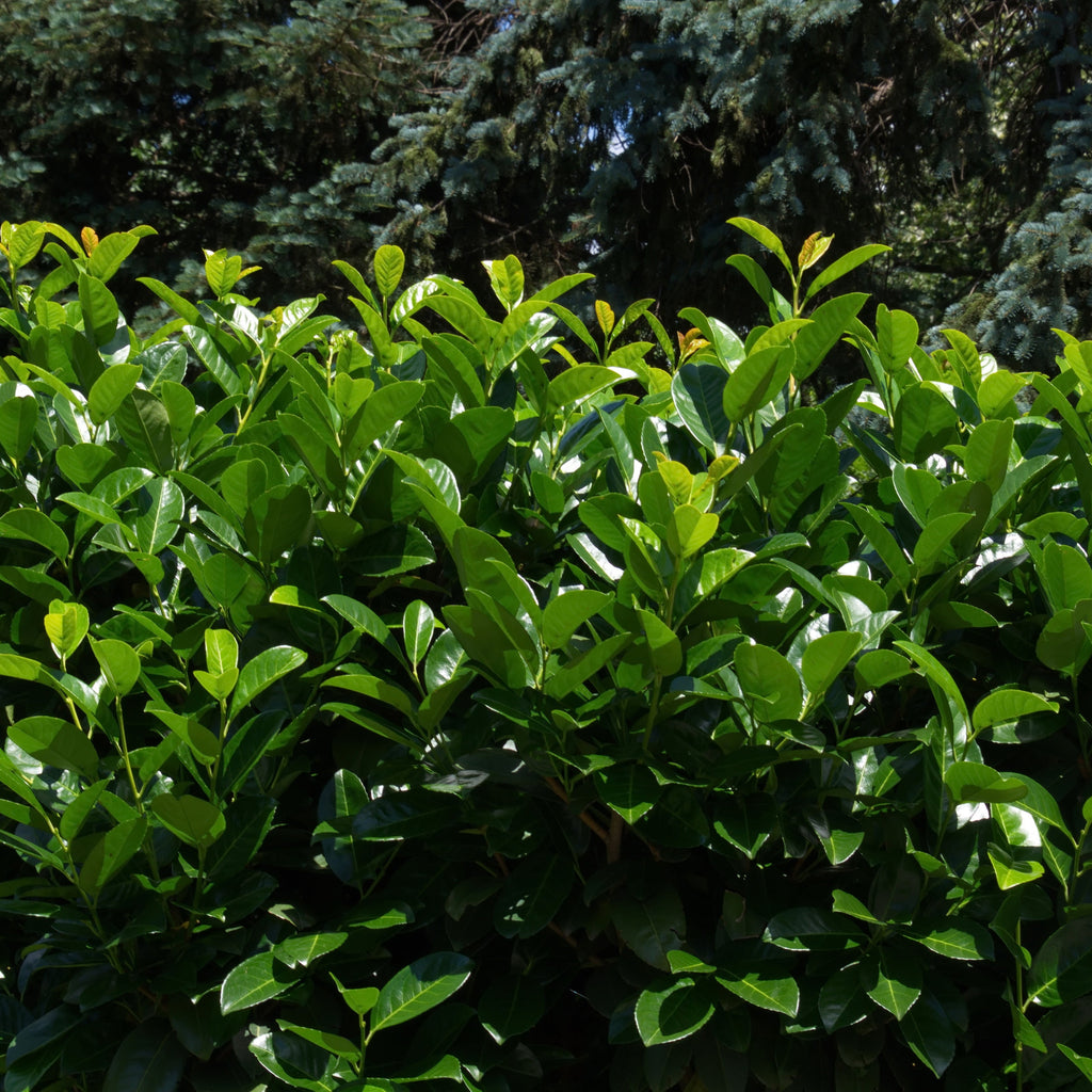 Cherry Laurel Tree