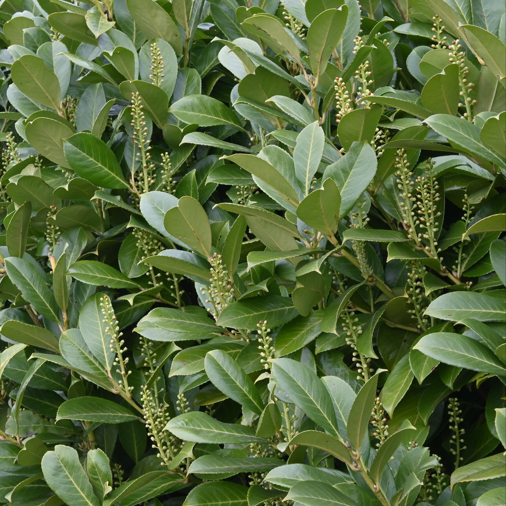 Cherry Laurel Tree