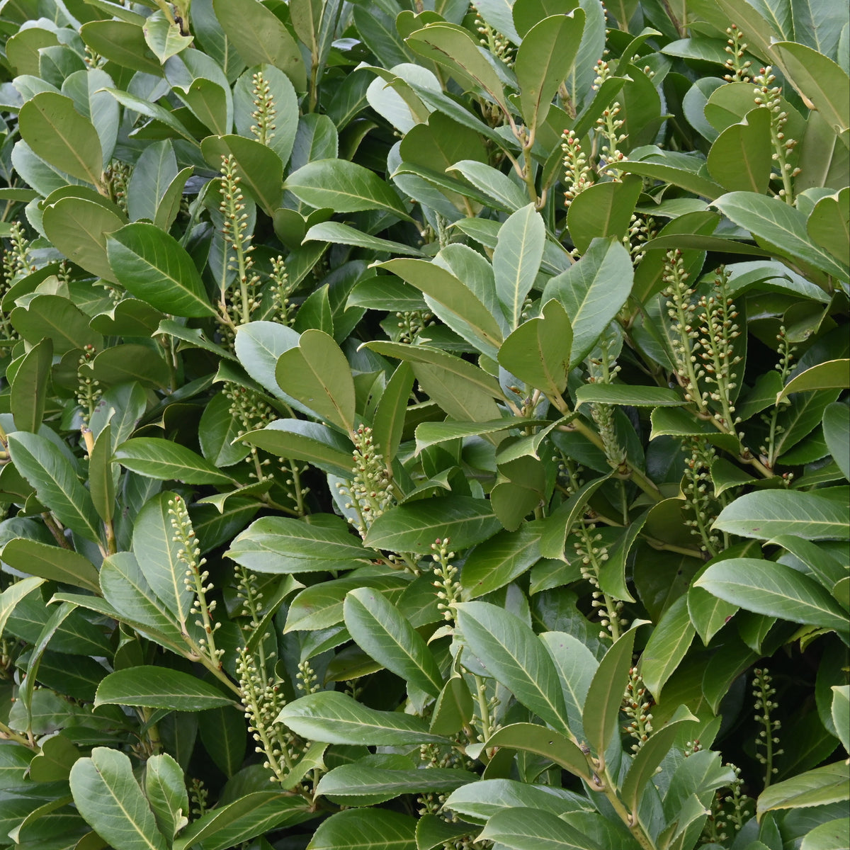 Cherry Laurel Tree