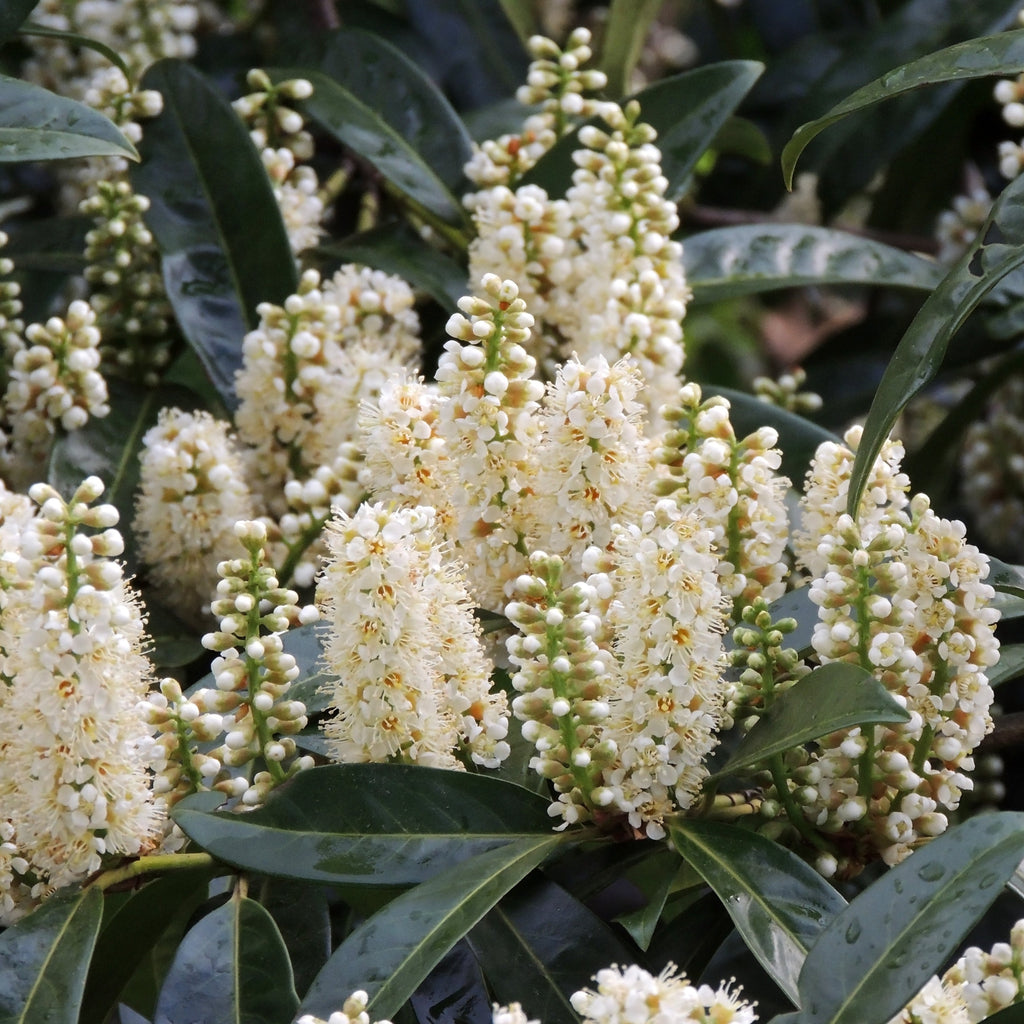 Cherry Laurel Tree