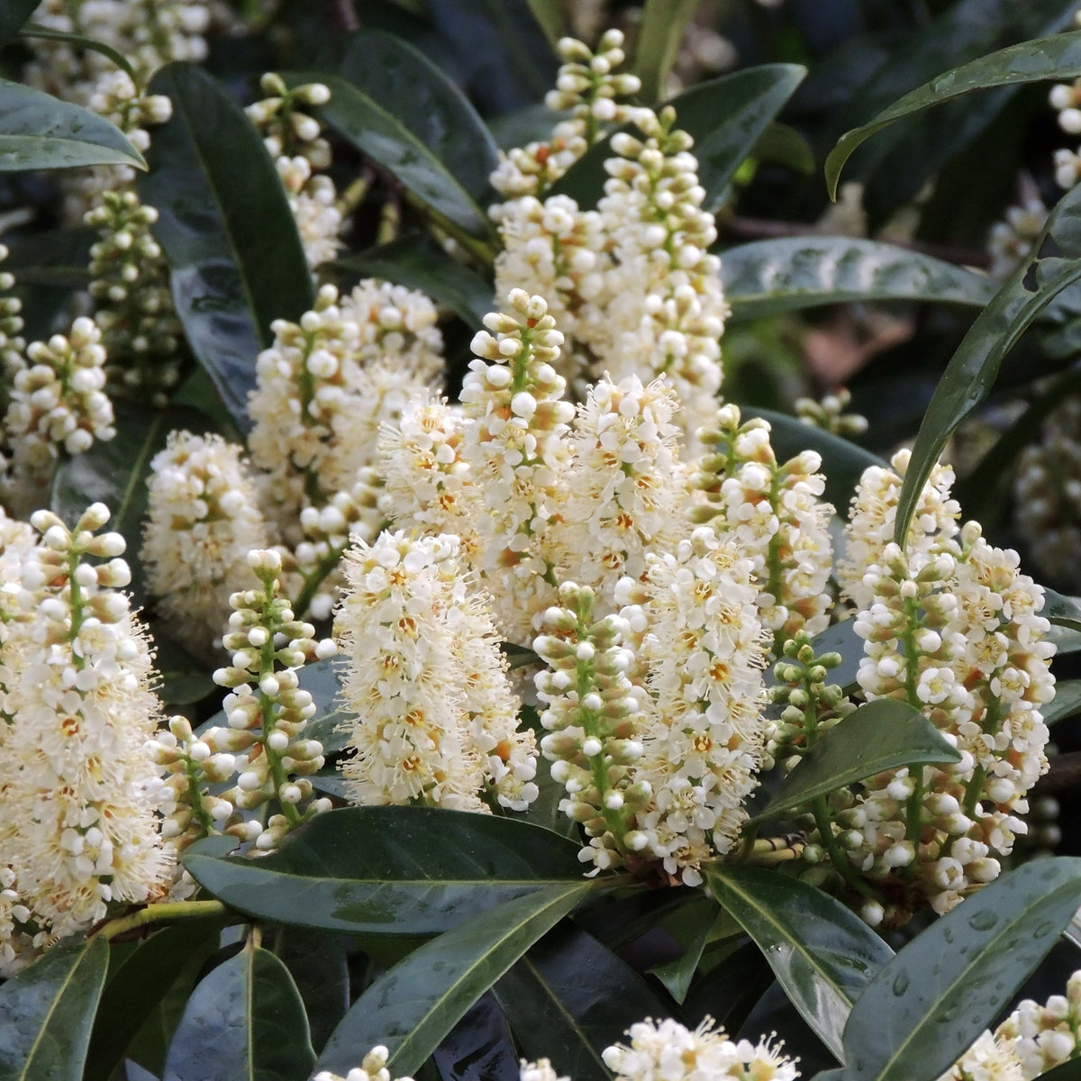 Cherry Laurel Tree