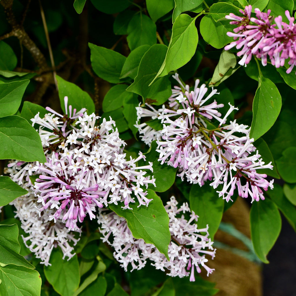 Miss Kim Lilac Shrub