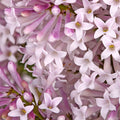 Miss Kim Lilac Shrub