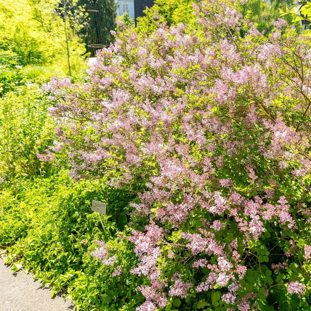 Miss Kim Lilac Shrub