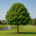 Little Leaf Linden Tree