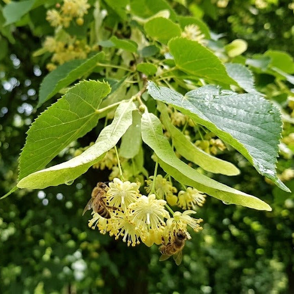 Close-up of green leaves and clusters of pale yellow flowers hanging from a tree branch, with a blurred green forest background. Little Leaf Linden