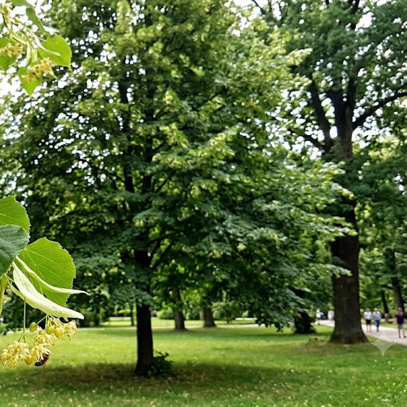 A lush green park scene with tall trees, grass, and clusters of small yellow flowers hanging from branches in the foreground. Little Leaf Linden