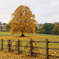 A scenic landscape photograph of a large brick manor house set in a vast green field, framed by a rustic wooden fence in the foreground and a prominent golden autumn tree on the right. Little Leaf Linden