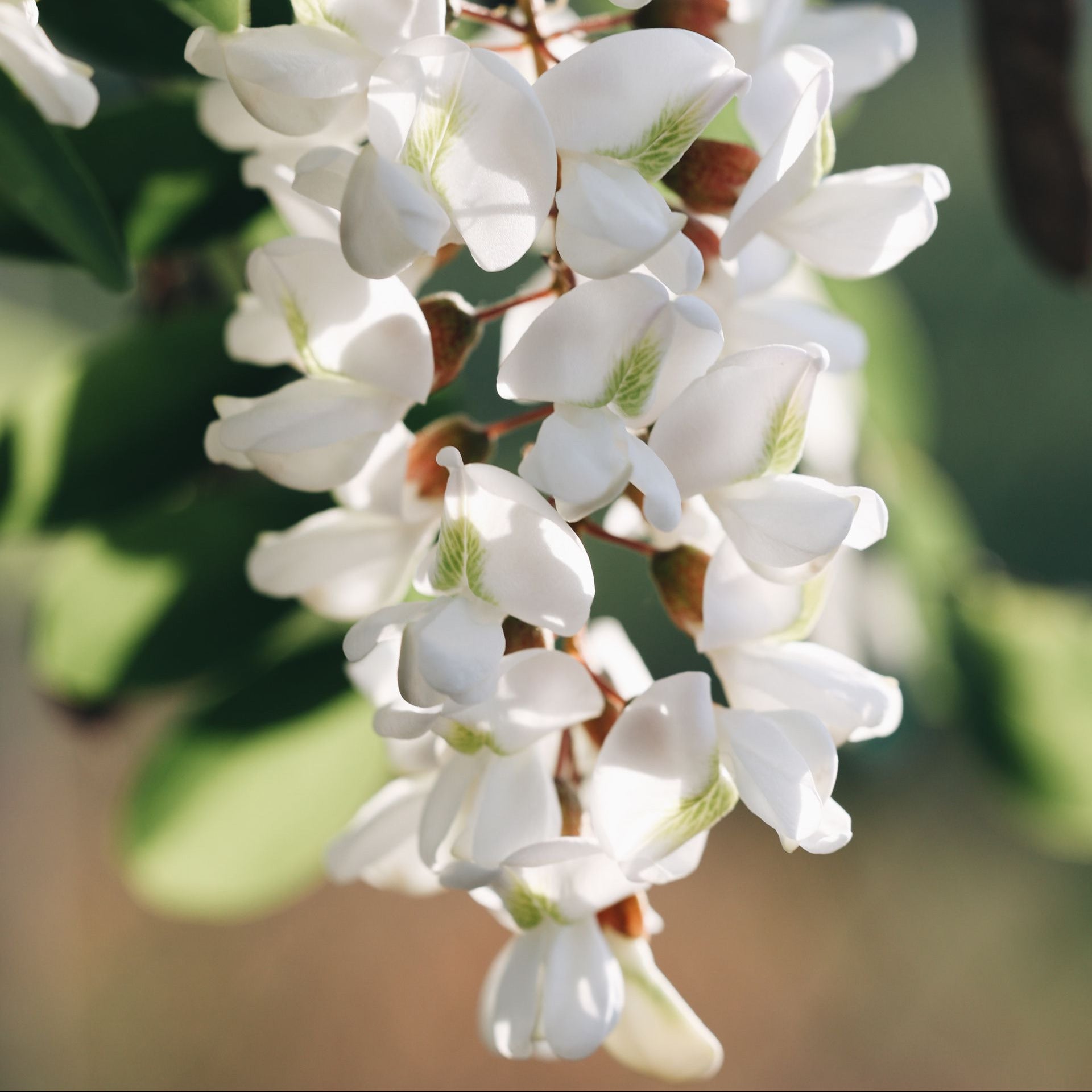 A close-up of a cluster of white flowering branches with delicate petals and green leaves, photographed outdoors against a softly blurred green background.