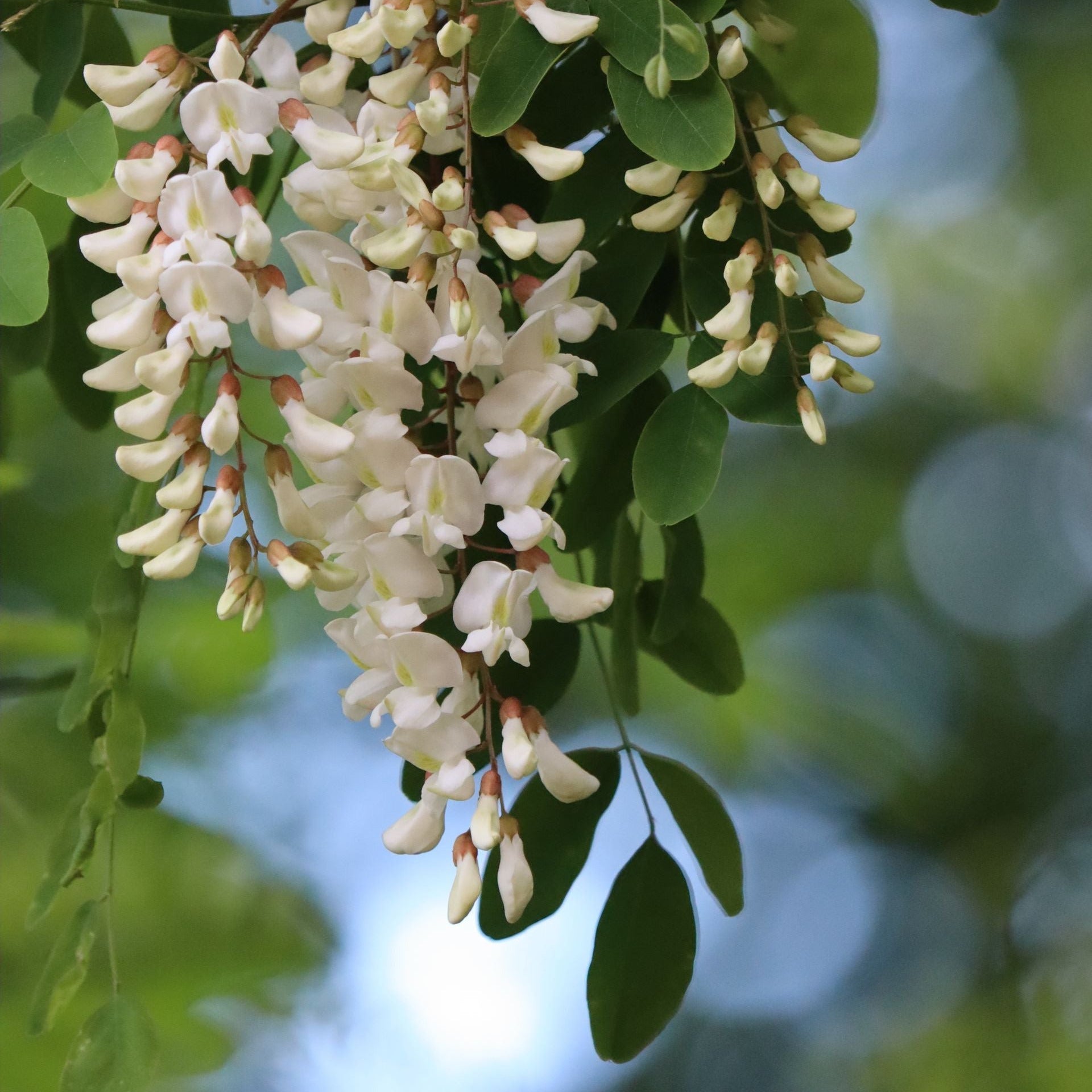 White flowers with green leaves on a blurred natural background