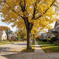 A large tree with brilliant golden-yellow autumn leaves stands on a suburban sidewalk, with houses and lawns visible in the background.